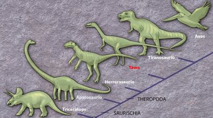 Esquema de la evolución de los tres linajes en los dinosaurios en el que está el <i>Tawa</i>.