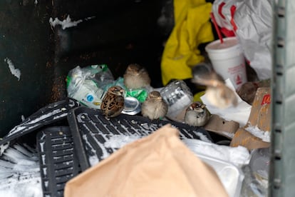 Birds shelter from the cold in a dumpster in Chicago.