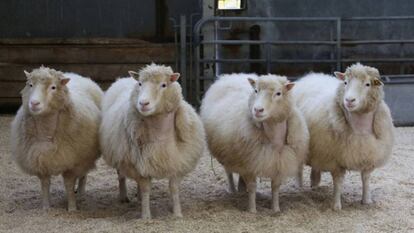 Quatro clones de raça Finn Dorset de oito anos de idade, procedentes da mesma linha celular da que nasceu Dolly.