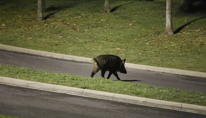 Un jabalí cruza la avenida del Estatut de Catalunya, en Barcelona, el pasado mes de noviembre.