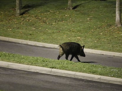 Un jabalí cruza la avenida del Estatut de Catalunya, en Barcelona, el pasado mes de noviembre.