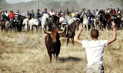 <b>Con una lanza prestada.</b> A 'Vulcano' le tocó lanzarse al campo de Tordesillas pese a que no era el animal elegido para el Toro de la Vega de 2013. Los organizadores habían seleccionado a otro morlaco. Pero este se rompió un asta en los días anteriores al torneo y fue sustituido. Así que 'Vulcano' se enfrentó a los lanceros el 17 de septiembre de aquel año. Hirió a un fotógrafo de France Presse, Pedro Armestre, que fue operado de un desgarro en la pierna. Ya en medio de una gran oposición social, el toro cayó a los pies de David Rodríguez, un obrero de la construcción en paro. Le asestó dos punzadas mortales con una lanza prestada. El hombre decidió inscribirse en el concurso a última hora.