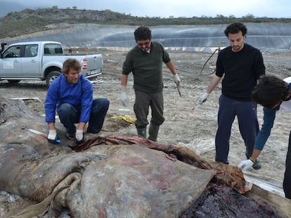 Un grupo de investigadores extrae plásticos del estómago de un cachalote localizado frente a la costa de Granada en marzo de 2012.