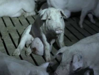 Les empreses han pres la decisió després de la denúncia de l ONG Animal Rights