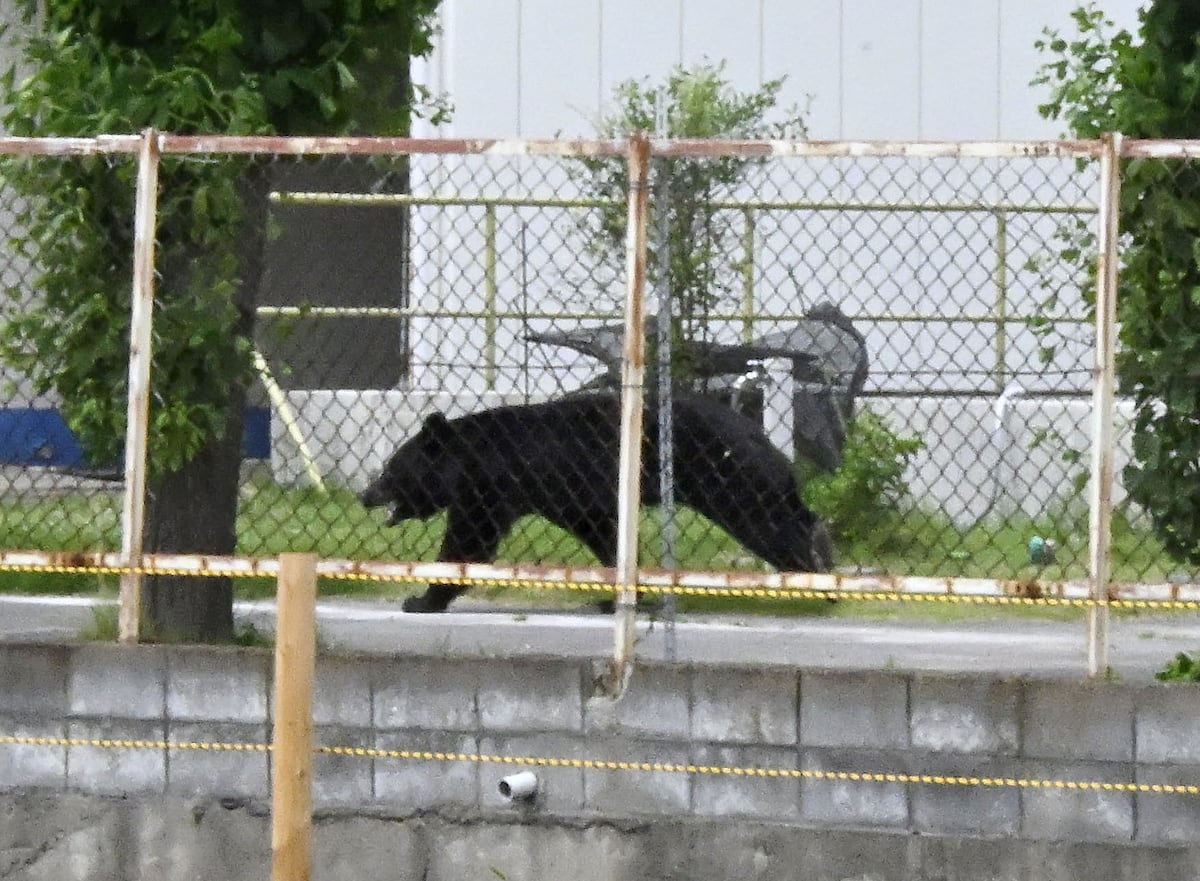Cuatro heridos por ataques de oso en el noreste de Japón