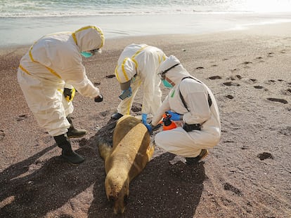 Three researchers inspect the carcass of a sea lion in Paracas National Reserve, on January 25.