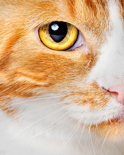 Gato doméstico ('Felis catus').