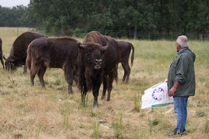 Alberto Herranz feeding his herd.