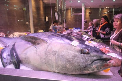 Tuna, such as this 162-kilo whopper caught in Cantabrian waters, is on the list of the Spanish Agency for Food Safety's new health warnings.