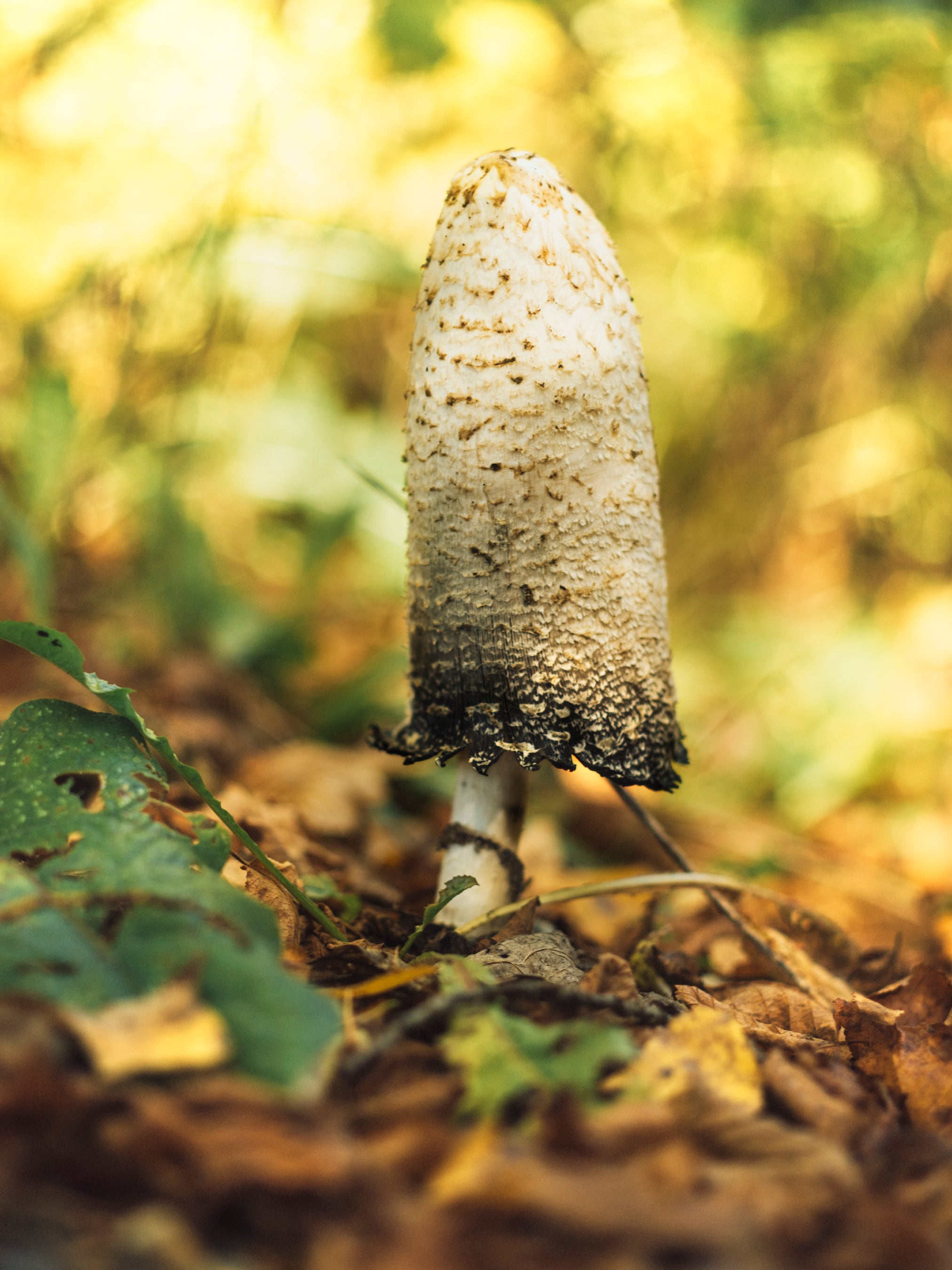 Iris Jordán: la chef che ha conquistato le montagne del valle di Benasque
