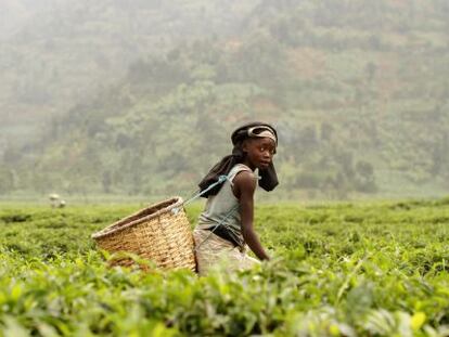 Stephane, ruandés de ocho años, carga con la 15 kilos de té al día para ayudar a su familia.