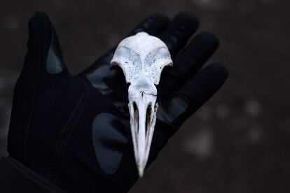 Detalle del cráneo de pingüino, Peninsula Coppermine, Isla Robert, Archipiélago islas Shetland del Sur.
