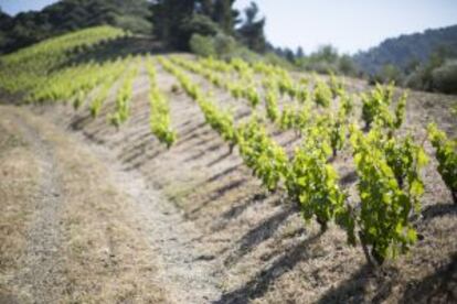 Viñedo en la comarca catalana del Priorat.