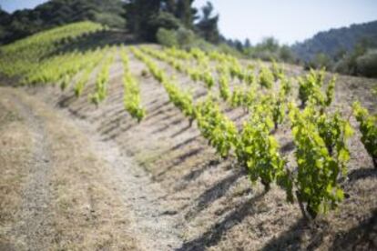 Viñedo en la comarca catalana del Priorat.