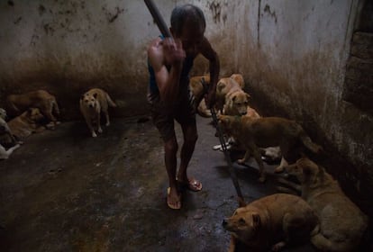 Un operario a punto de acabar con la vida de un perro en un matadero de perros en Zhanjiang, en el sur de China.