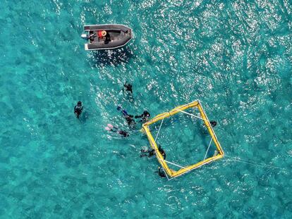 Un grupo de científicos de la Universidad James Cook y Biopixel trabajando en un proyecto de resiembra de coral para regenerar coral en la Gran Barrera de Coral en Queensland, Australia.
