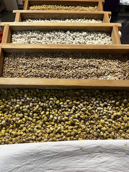 Trabajo de koji en distintos cereales y legumbres de María José Mantilla. Imagen cedida por la cocinera.