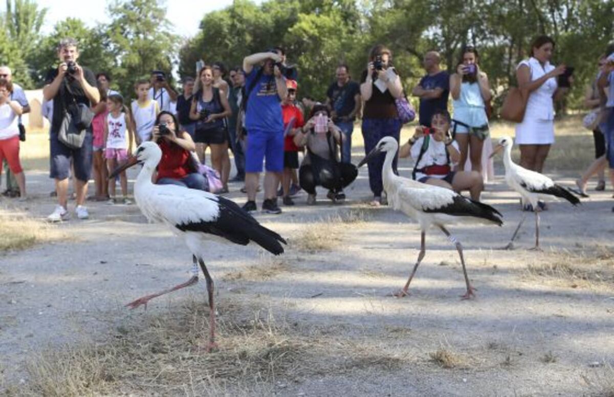 Las cigüeñas reciben el alta | Noticias de Madrid | EL PAÍS