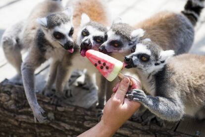 Cuatro lemures se comen un helado en el zoo de Gyongyos, a 79 kilómetros de Budapest.