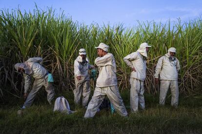 Temporeros antes de comenzar la jornada en una plantación de caña de azúcar. 