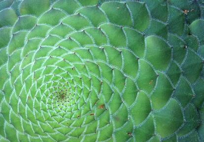 Este 'Aeonium tabulaeforme', la más destacable de todas las sempervivas canarias, esconde una pista para resolver el enigma