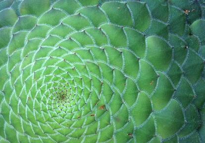 Este &#039;Aeonium tabulaeforme&#039;, la m&aacute;s destacable de todas las sempervivas canarias, esconde una pista para resolver el enigma