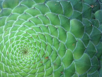 Este &#039;Aeonium tabulaeforme&#039;, la m&aacute;s destacable de todas las sempervivas canarias, esconde una pista para resolver el enigma