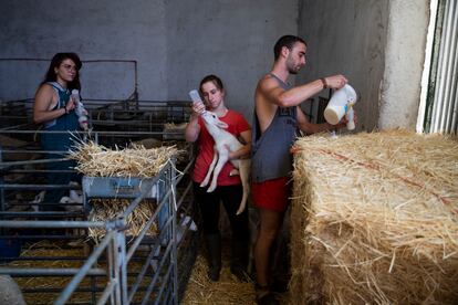 Alumnos del programa de prácticas en el entorno rural de la Universidad de Zaragoza en una granja de Cubel, un pueblo aragonés de menos de 3.000 habitantes, en 2019.