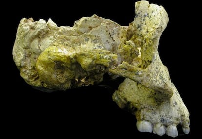 Cr&aacute;neo de &#039;Paranthropus robustus&#039;, del yacimiento de Swartkrans (Sud&aacute;frica).