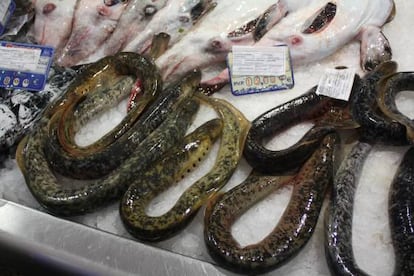 Lampreas en el Mercado de Abastos de Santiago