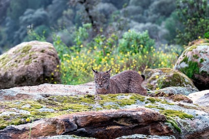 Un lince ibérico en la sierra de Andújar (Jaén).