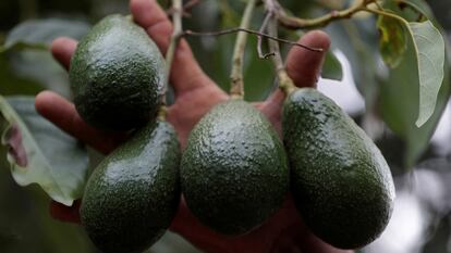 Un trabajador recolecta aguacates en una plantación en Tigambato, Michoacán, el 18 de junio 2024.