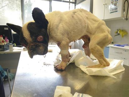El perro tras ser rescatado, en el Hospital Veterinario Madrid Este de Torrejón.