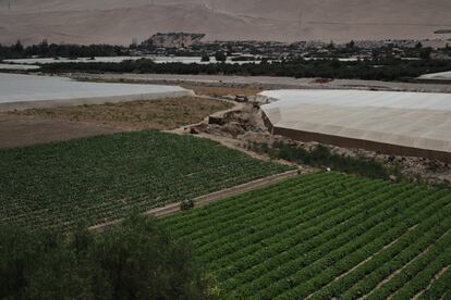 En el valle de Azapa se producen pimentones, pepinos de ensalada, zapallos, tanto en verano como invierno para abastecer la zona central.