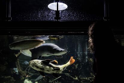 Un visitante observa los peces de agua dulce del río Amazonas en el Acuario Tropical de París (Francia).