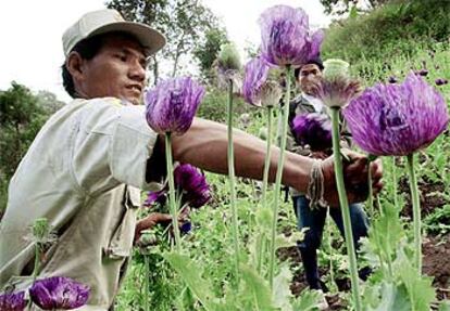 Un voluntario tailands recoge amapolas de opio en una operacin de erradicacin de esta planta.