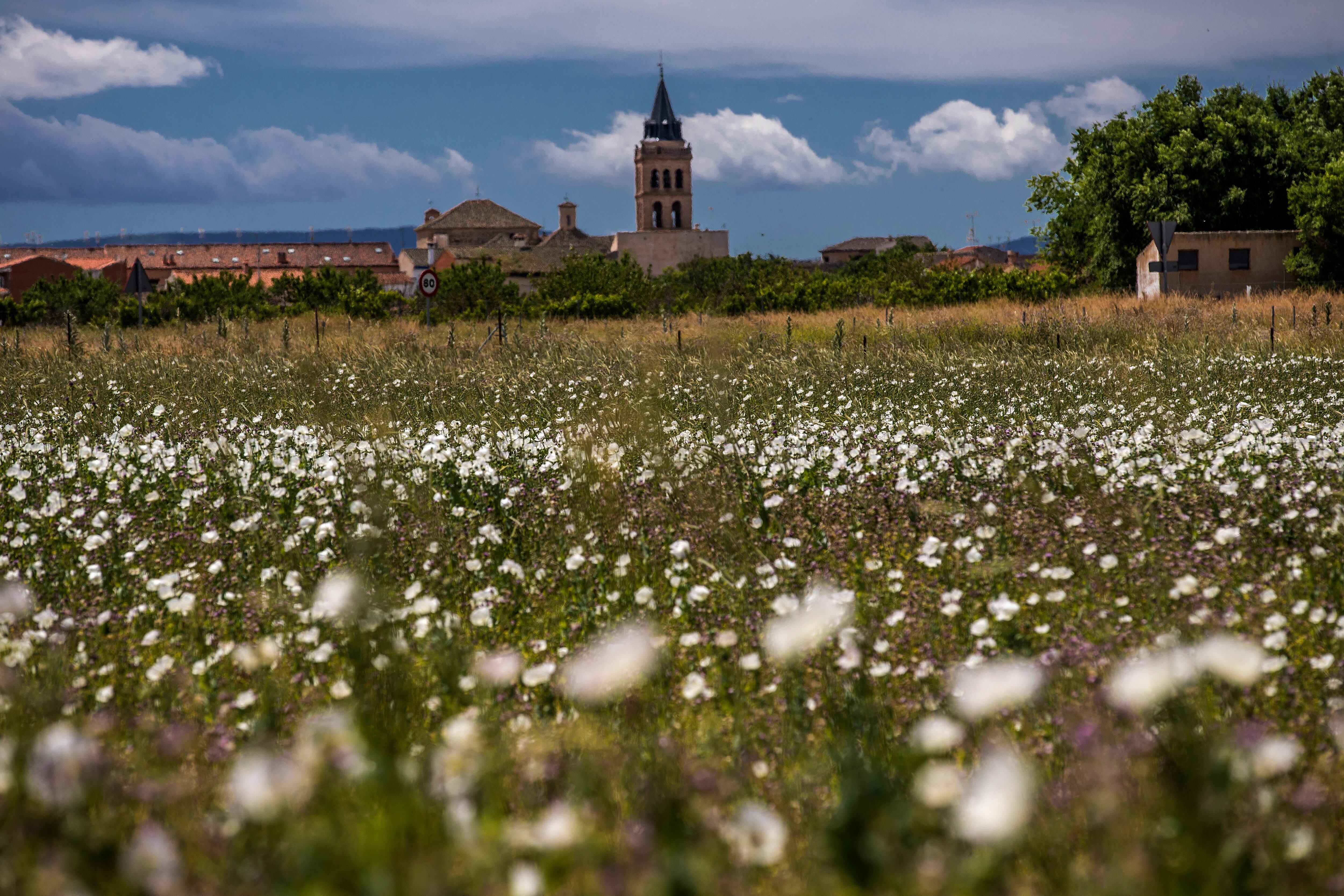 La torre de la iglesia de Ajofrín asoma en el horizonte tras una finca plagada de las amapolas blancas de la adormidera.