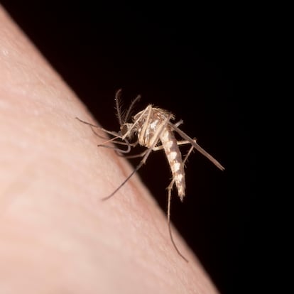 Por qué pican mosquitos