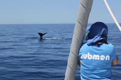 Un miembro de Submon observa un cetáceo en la superficie del mar.