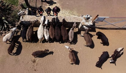 Nesta fazenda de mais de 2,5 hectares onde ressoam os zurros, cada animal tem um nome de acordo com sua personalidade.