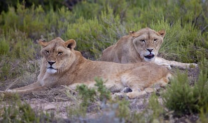 Los leones 'Vigo' y 'Kumba', en el centro de rescate de Villena.