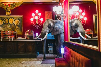 Mambo, elefante de René Cassely. Bar de la Emperatriz. Circo de Hiver Bouglionne, Francia 2014.