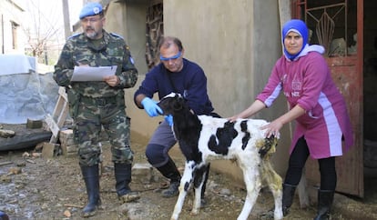 Pedro Lorenzo and Librado Carrasco with a calf.