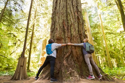 Couple hugging large tree in forest