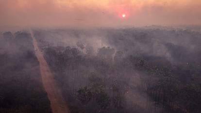 Carandas, an endemic palm forest, burns during a fire in Corumba, Brazil