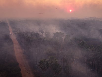 Carandas, an endemic palm forest, burns during a fire in Corumba, Brazil