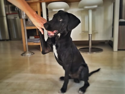 Cómo uno de los 80.000 perros abandonados al año acabó en mi casa