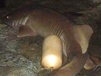 Los vecinos cazaron a este tiburón nodriza luego que un turista italiano falleciera tras el ataque de otro escualo en una de las playas de la isla de San Andrés, Colombia. 20 de marzo.