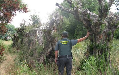 Un agente de la Guardia Civil junto a los olivos sustraidos.