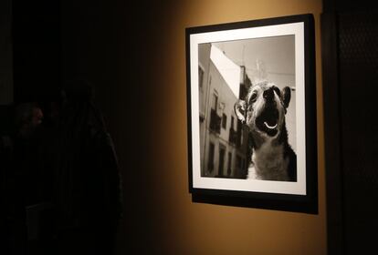 Los perros protagonizan varias de las imágenes de García-Alix. "No hay ningún sentido. Siempre me han atraído los animales", dijo.